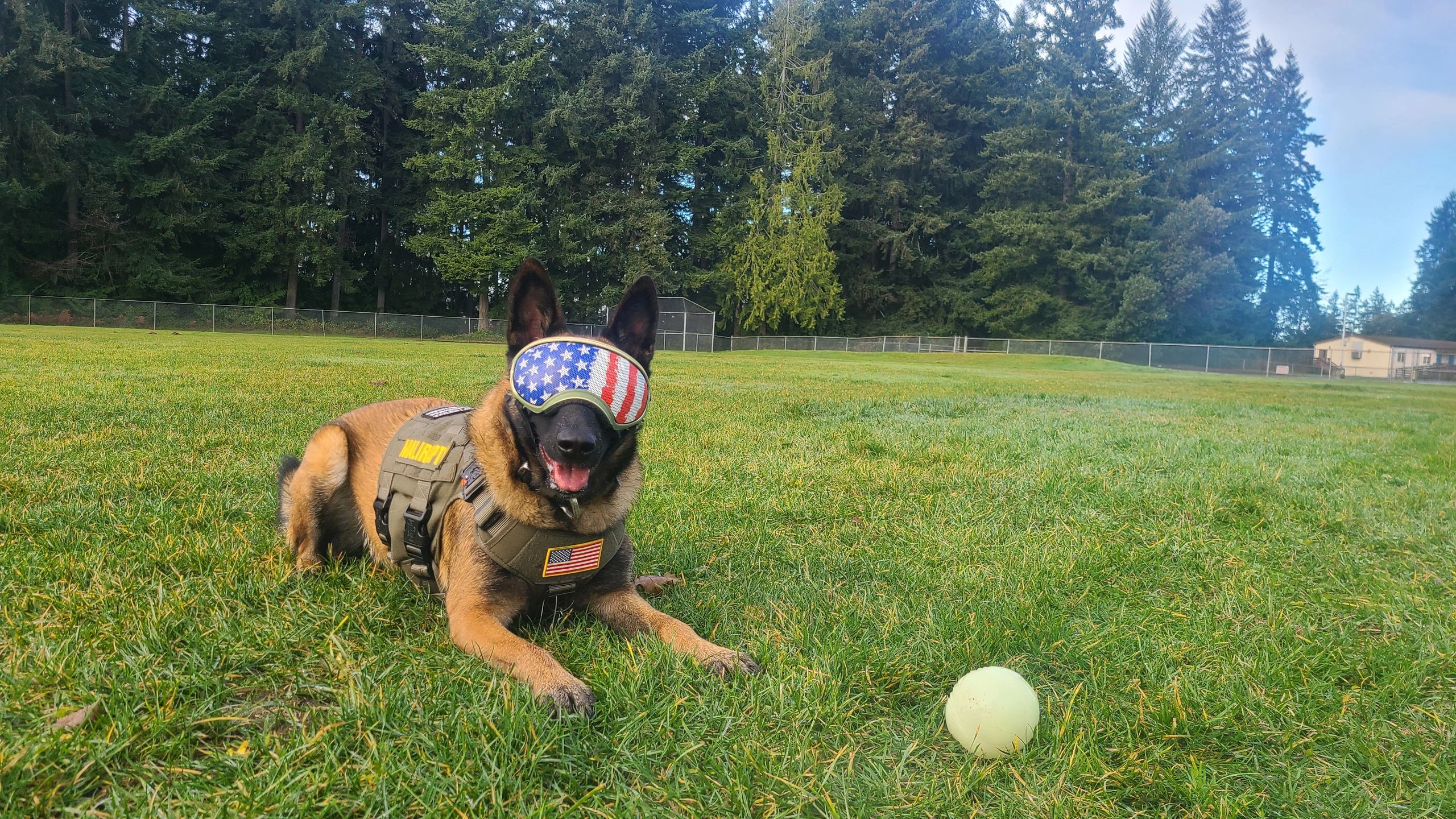 Belgian Malinois on New Year's Eve