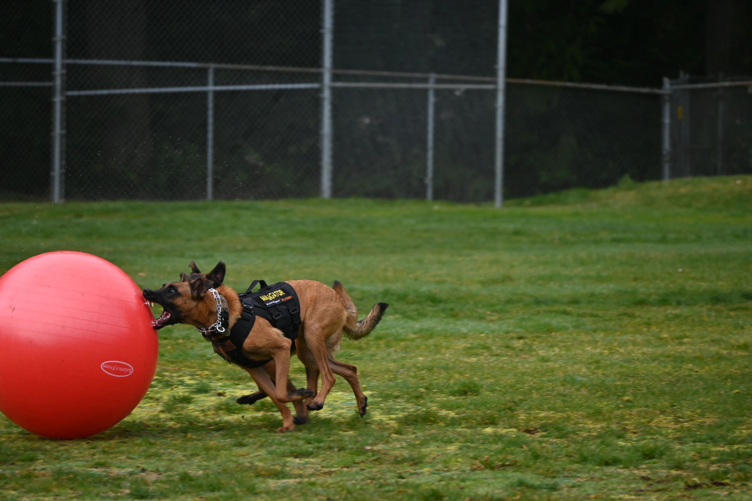 Belgian Malinois portrait