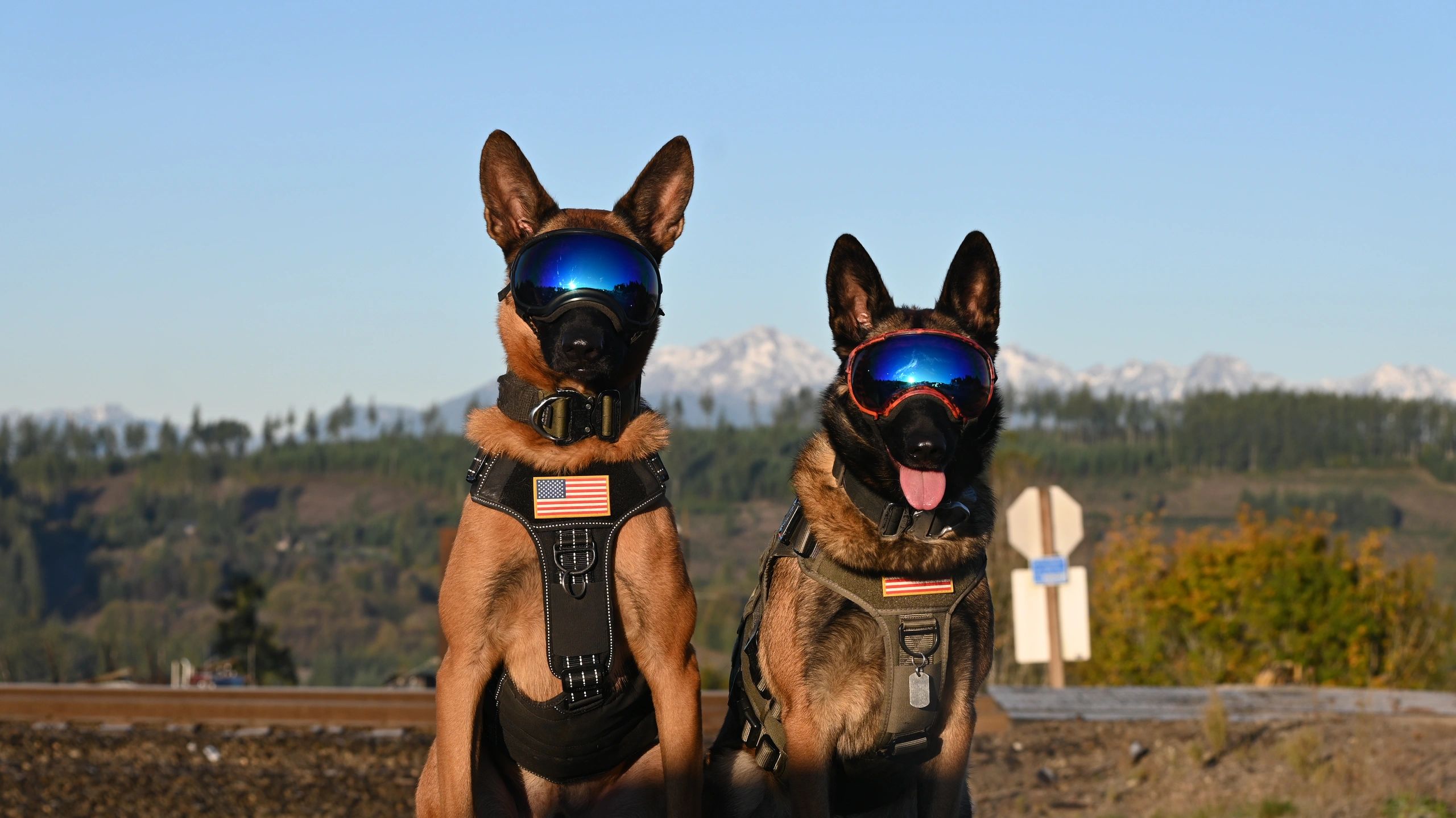 Belgian Malinois portrait