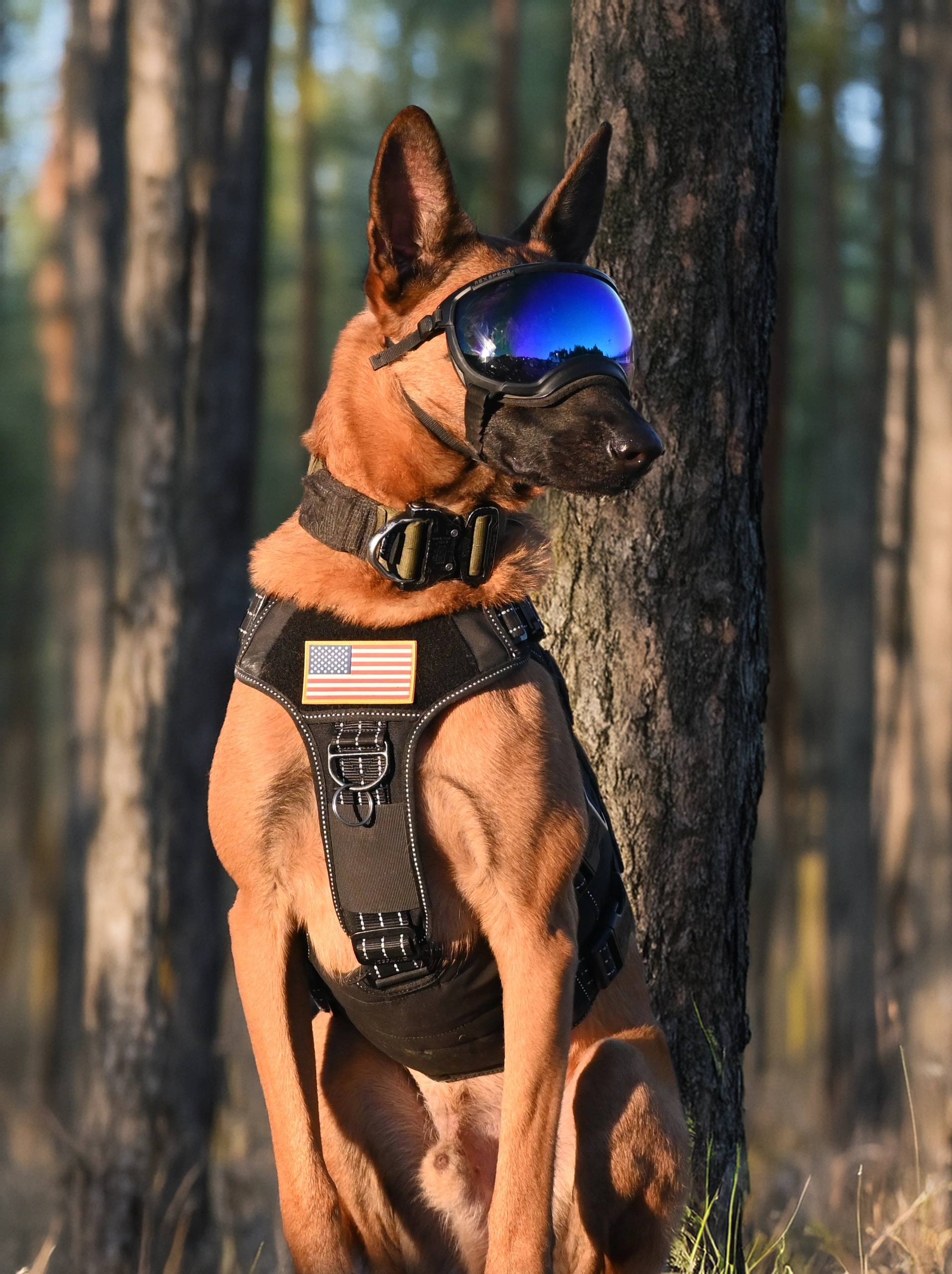 Big Bear, a Belgian Malinois, on a forest trail wearing his BEAR vest