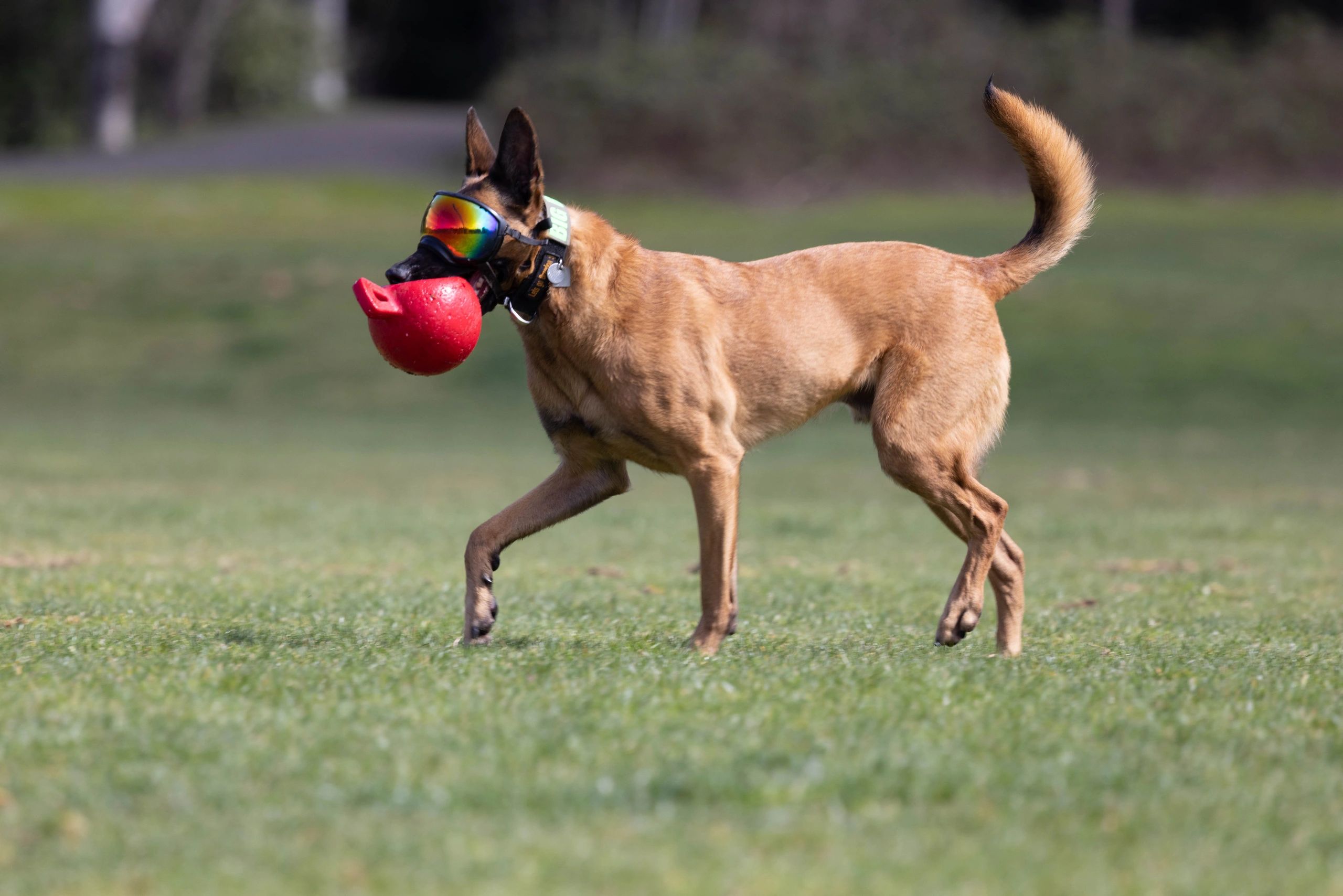 Belgian Malinois portrait