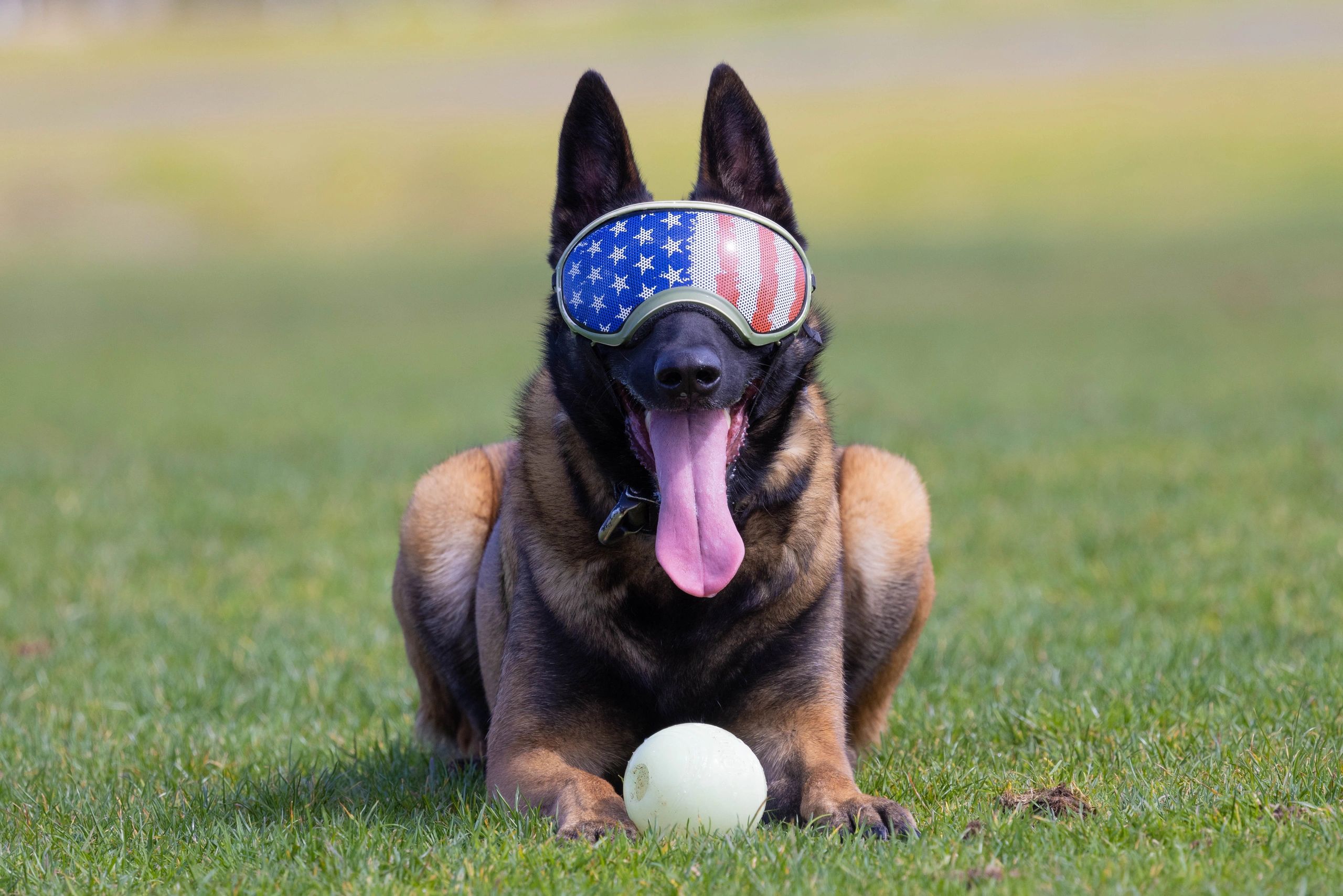 Belgian Malinois portrait