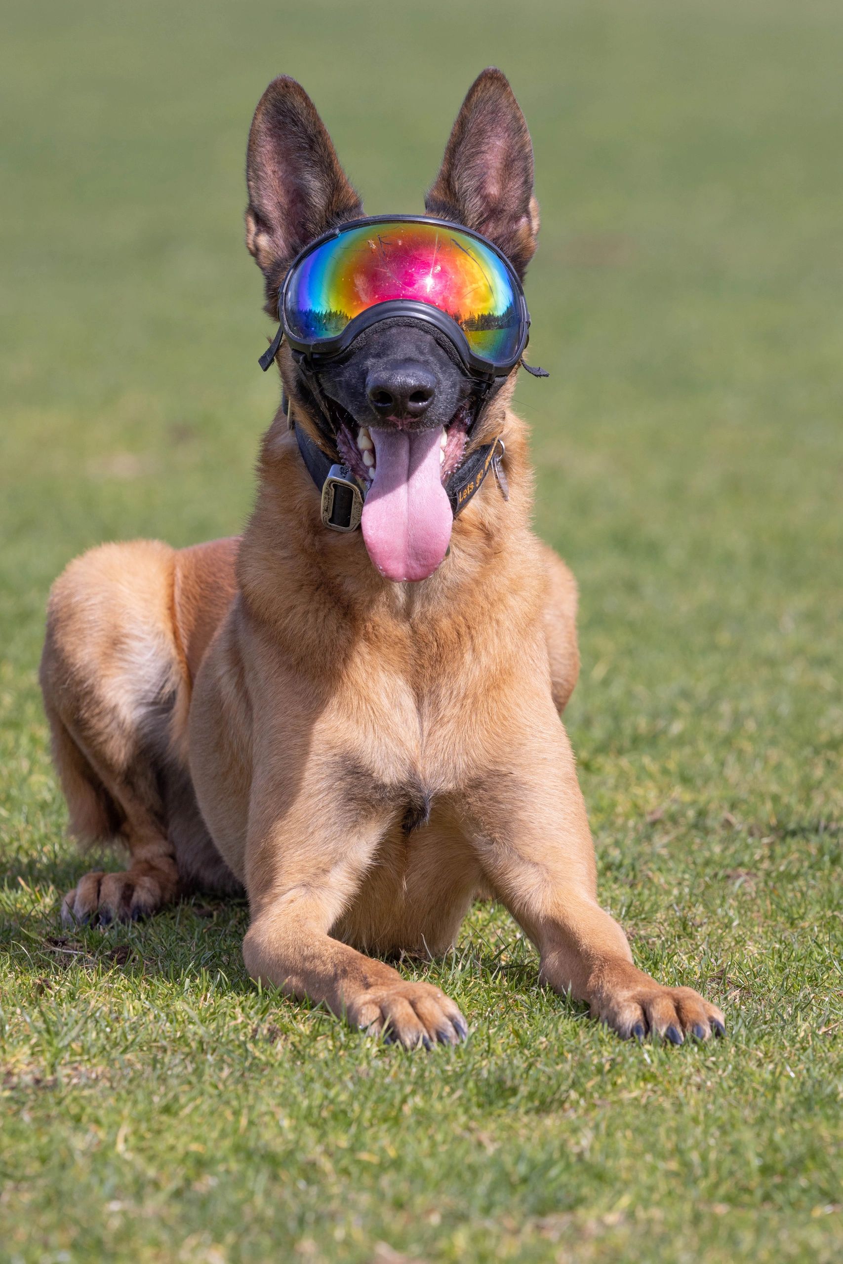 Belgian Malinois in Rex-Specs goggles, lying on the grass