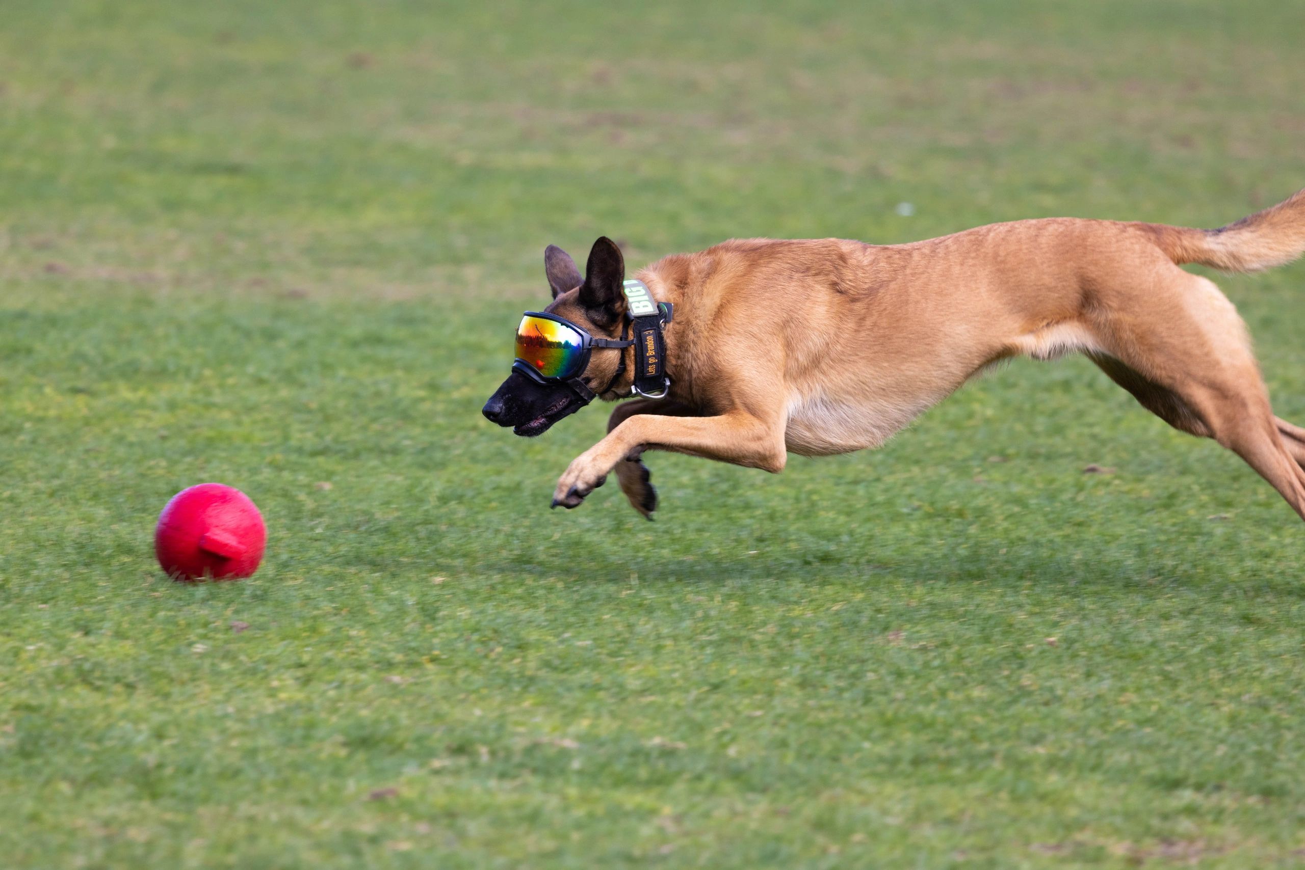 Belgian Malinois portrait