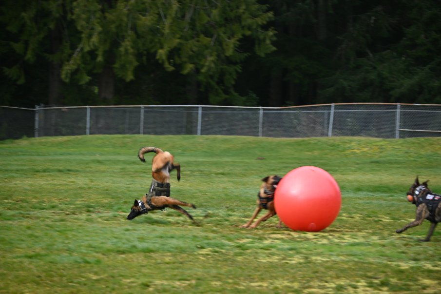 Ravenous Raven completing the flip