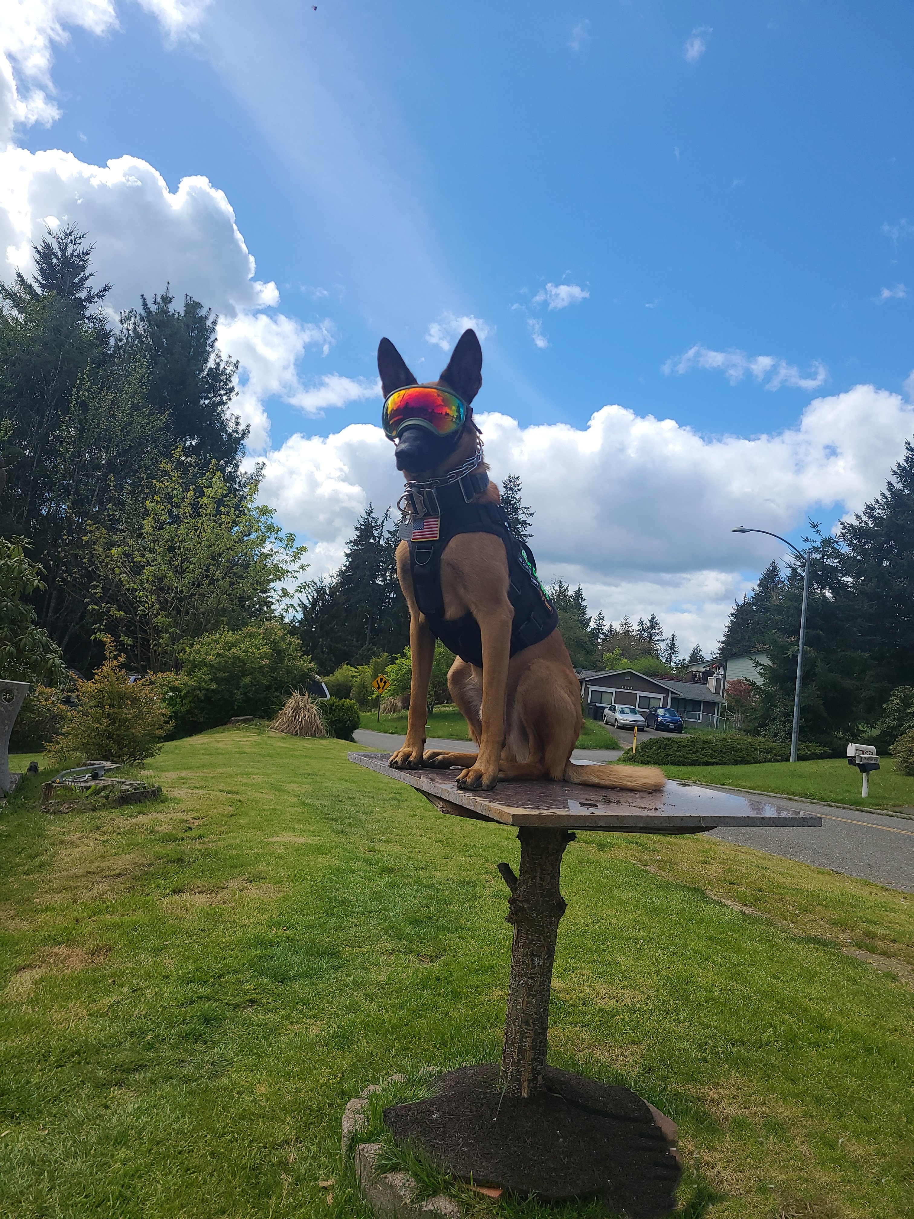 Belgian Malinois in Rex-Specs on a perch