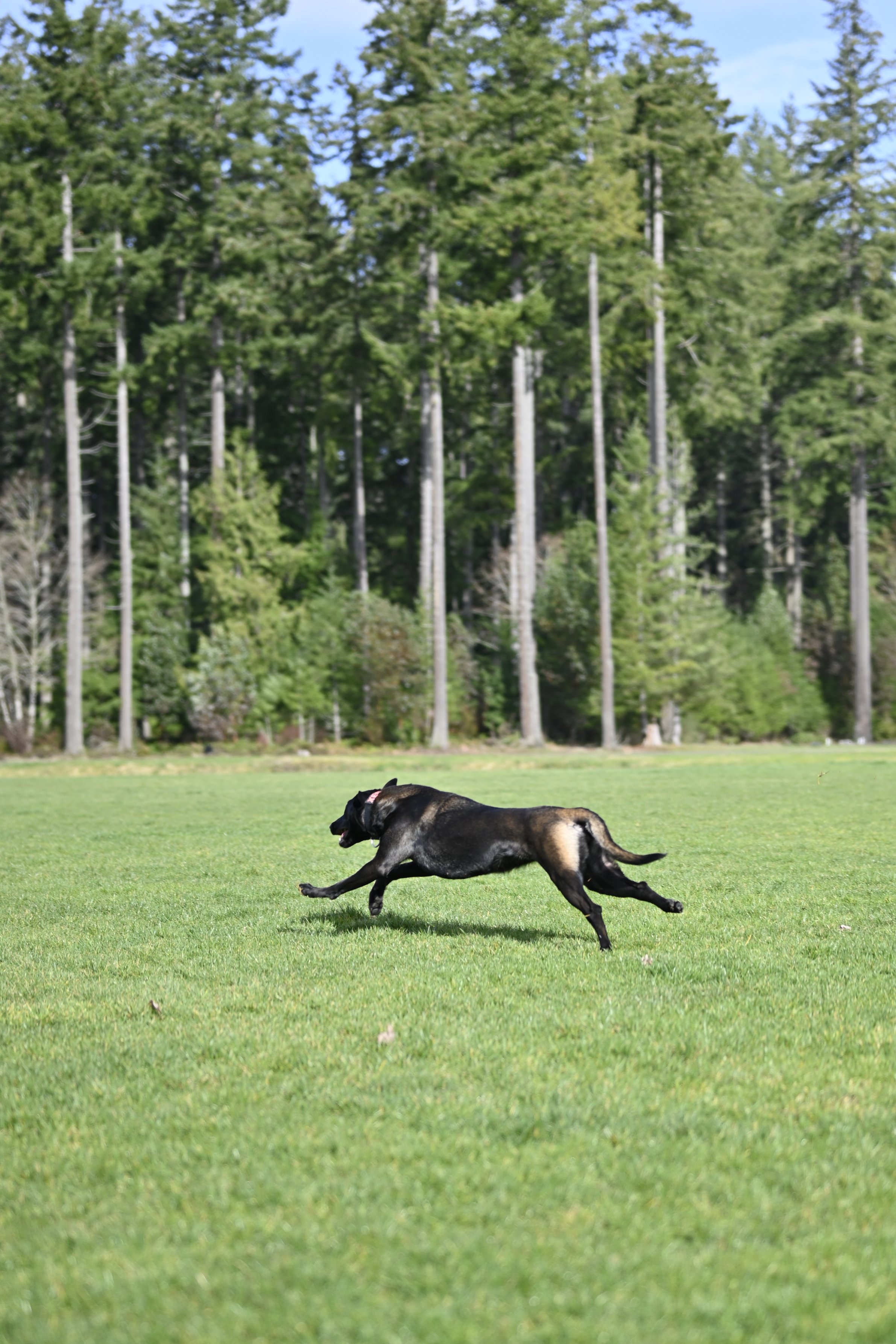 Xena Maximus sprinting across the field