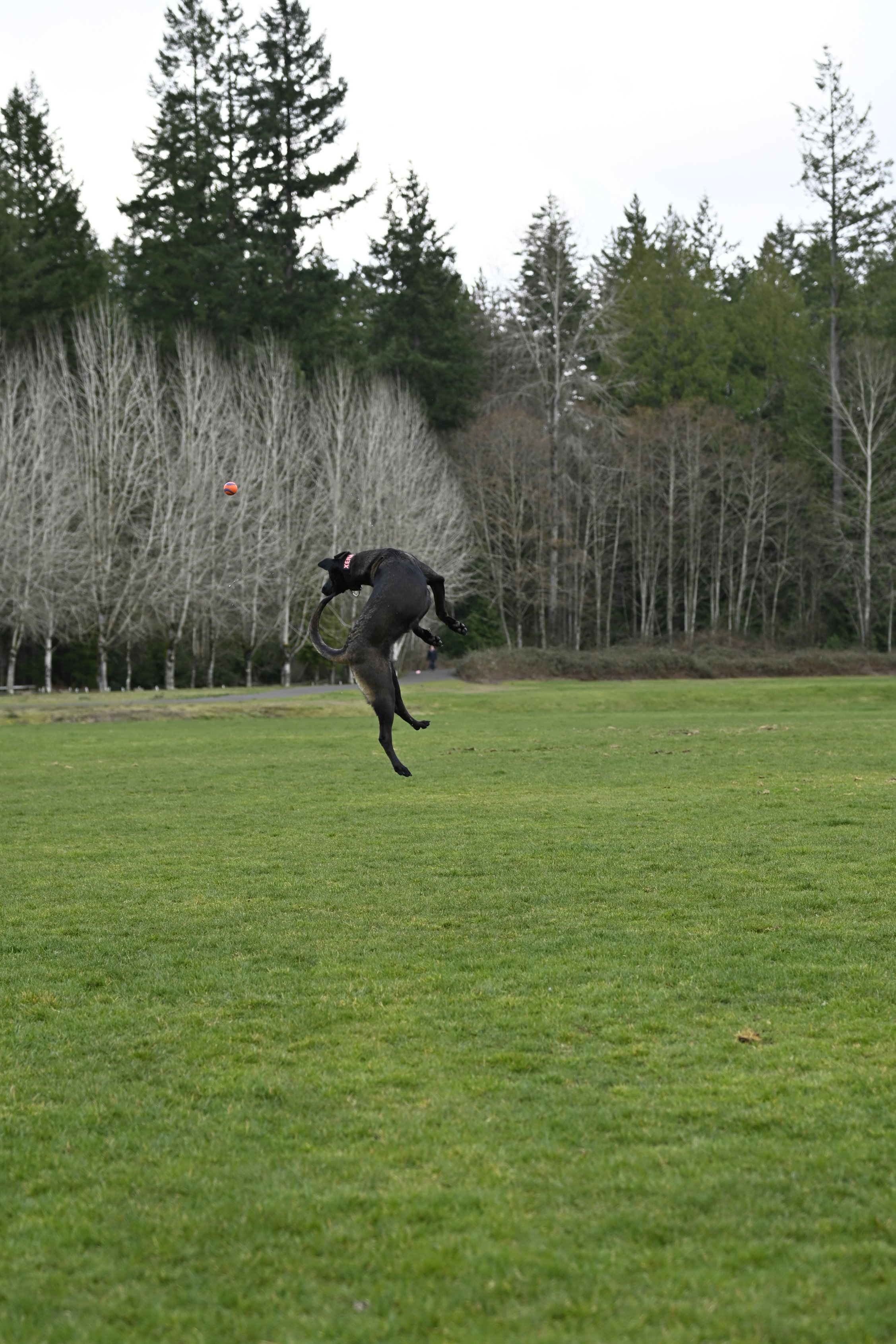 Xena Maximus twisting mid-air after the ball