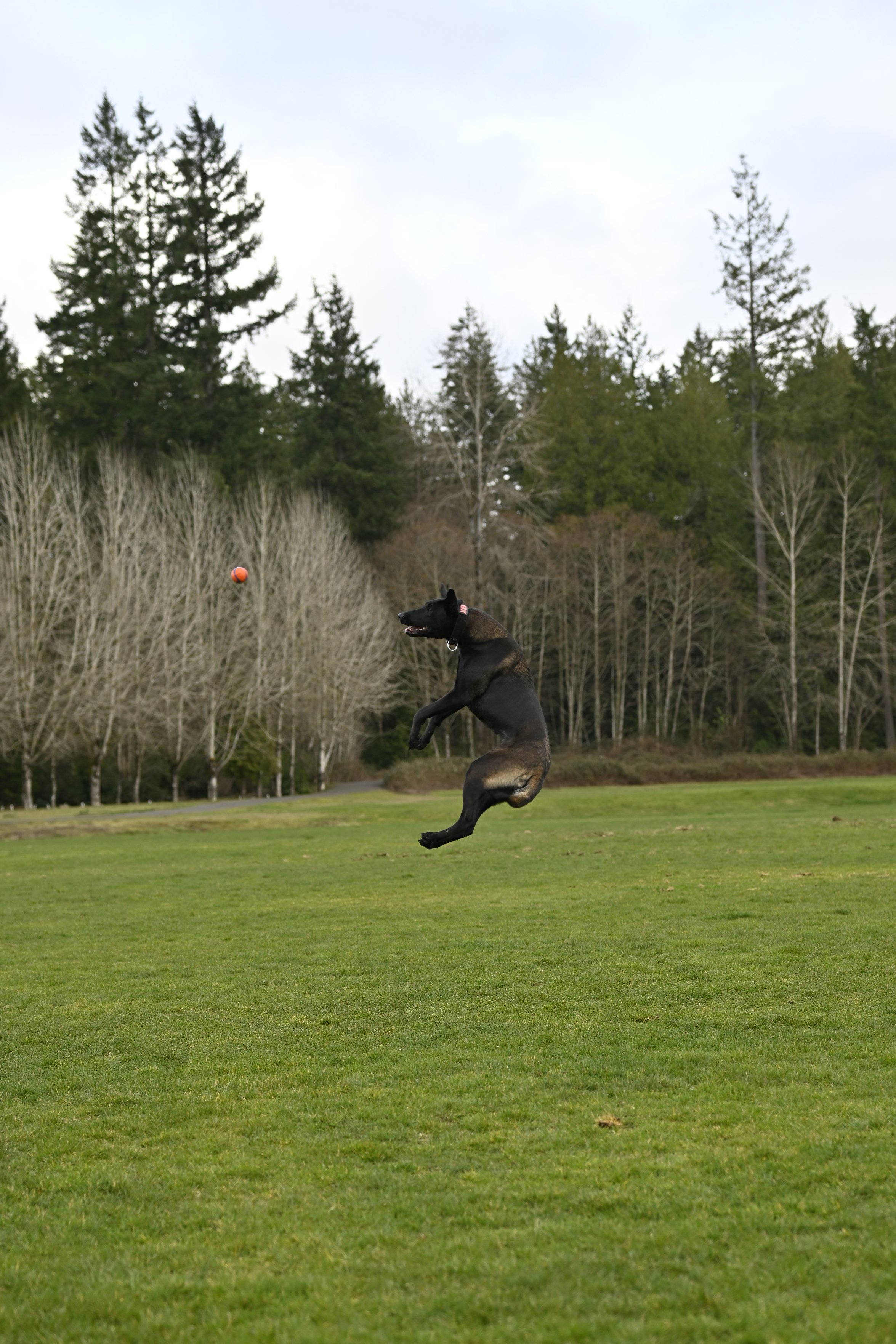 Xena Maximus catching the ball mid-jump