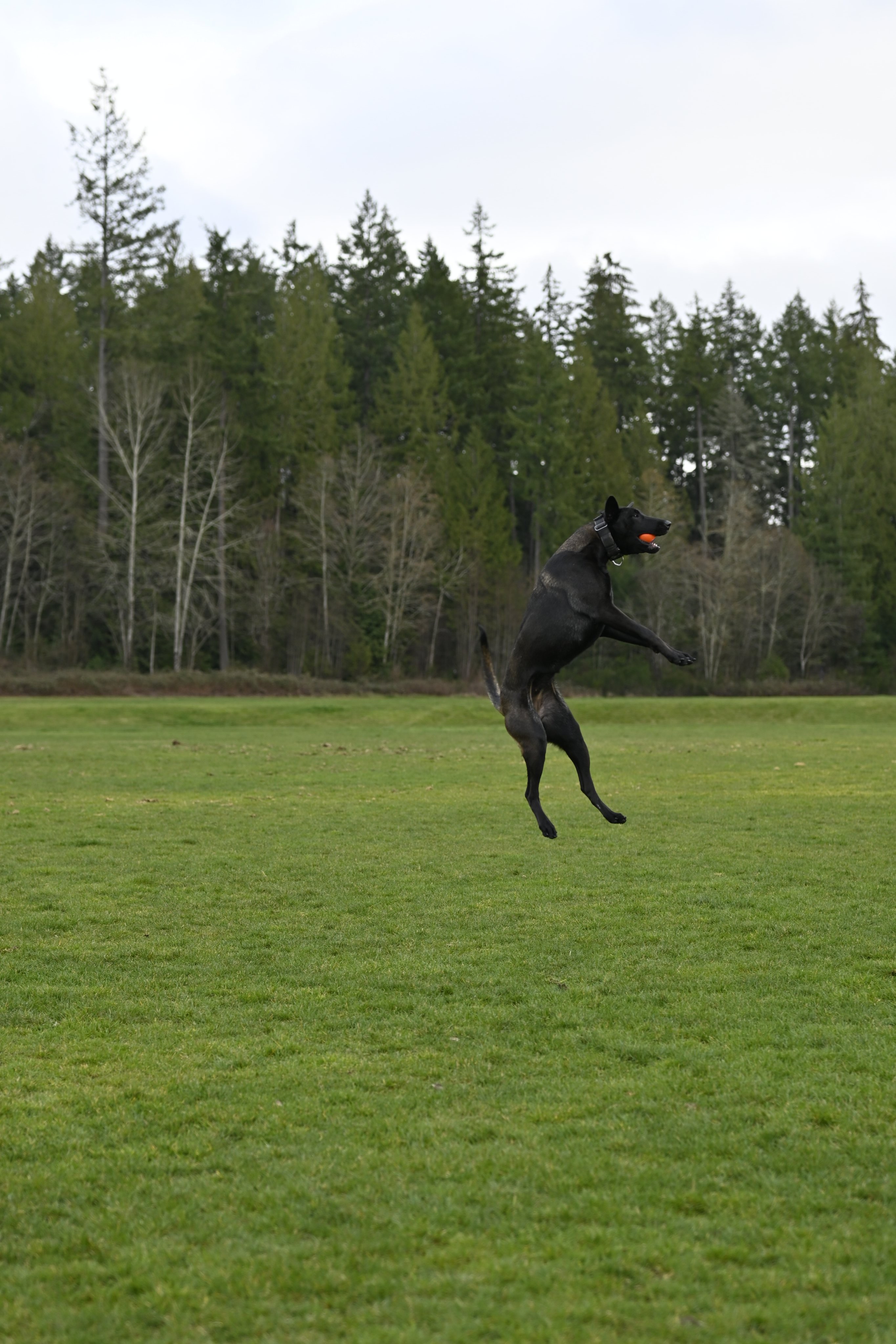 Xena Maximus leaping for the ball