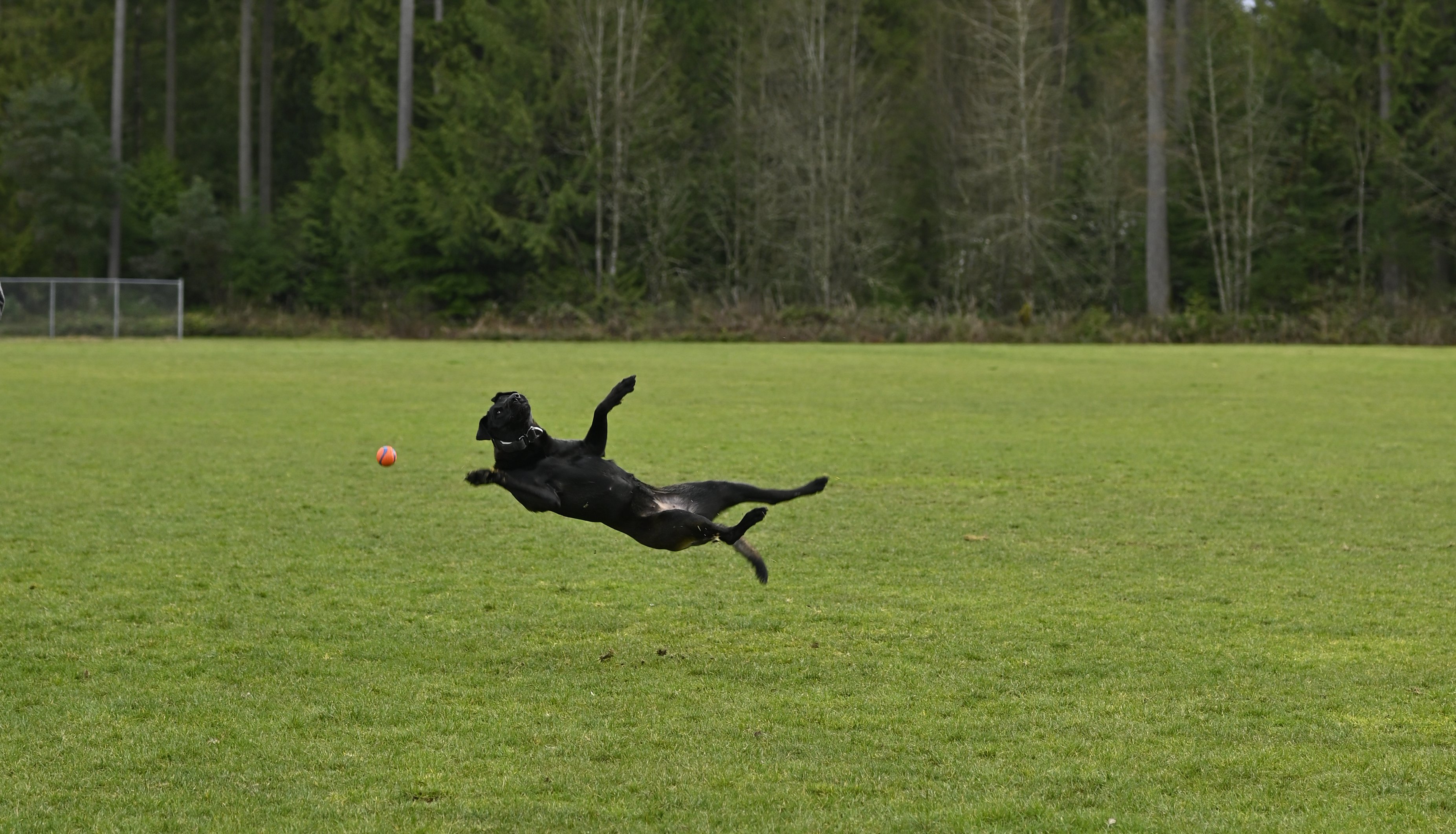 Xena Maximus twisted mid-air going for the ball